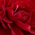 Roșu - Trandafir pentru straturi Floribunda - Grand Palace